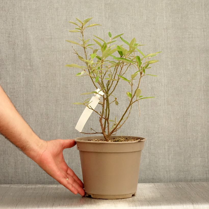 Esimerkki kesällä toimitetusta Silkkipuu - Grevillea victoriae 4 litran/5 litran ruukku-taimesta