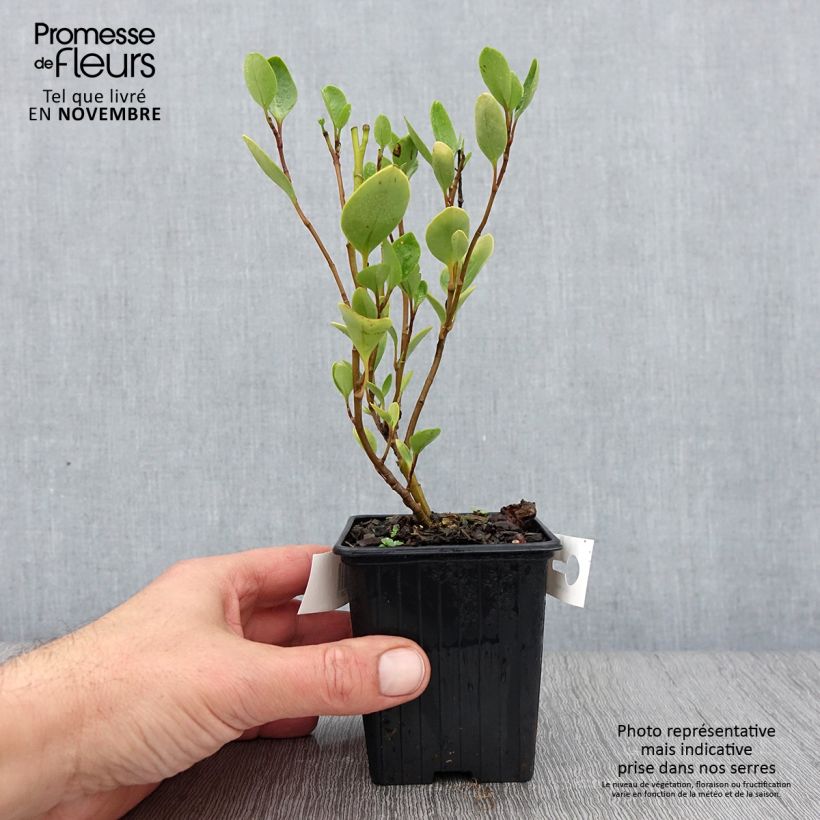 Esimerkki syksyllä toimitetusta Griselinia littoralis 8/9 cm taimiruukku-taimesta