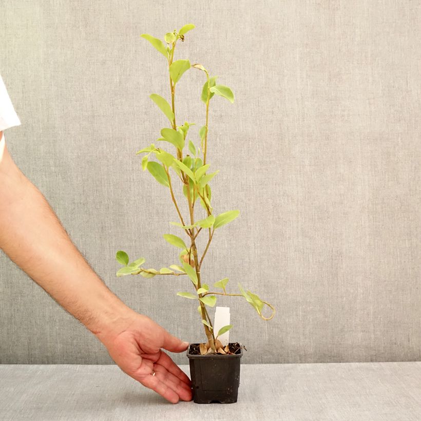 Esimerkki kesällä toimitetusta Griselinia littoralis Godet de 8/9 cm-taimesta