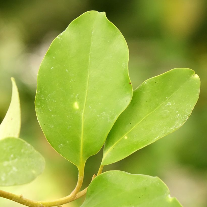 Griselinia lucida (Lehvistö)
