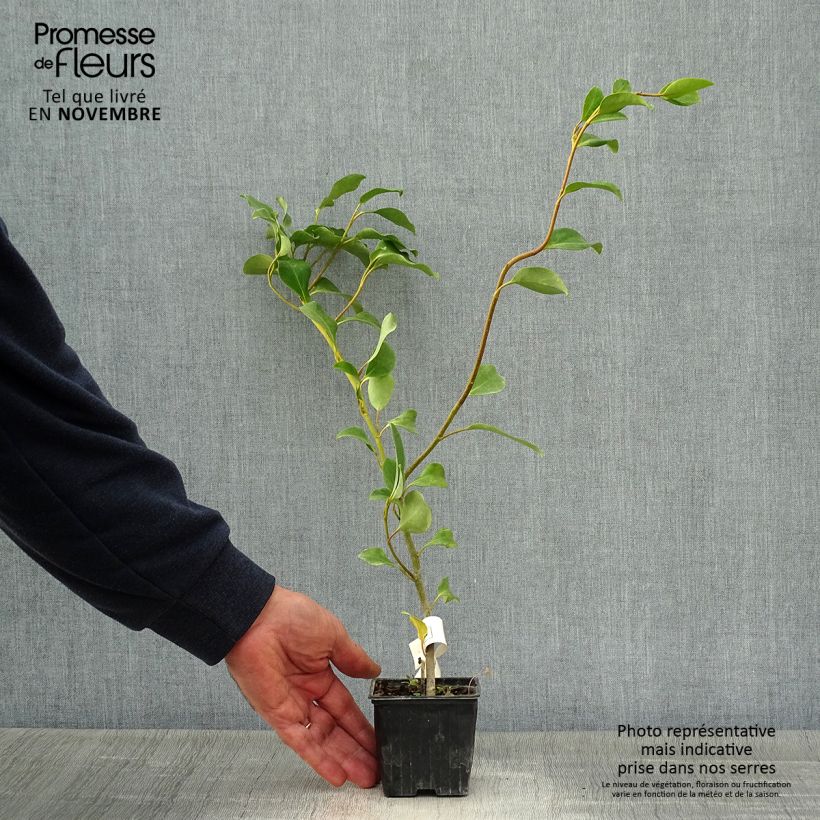 Esimerkki syksyllä toimitetusta Griselinia lucida 8/9 cm taimiruukku-taimesta