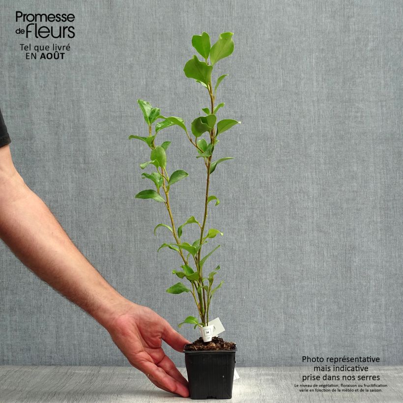 Esimerkki kesällä toimitetusta Griselinia lucida 8/9 cm taimiruukku-taimesta