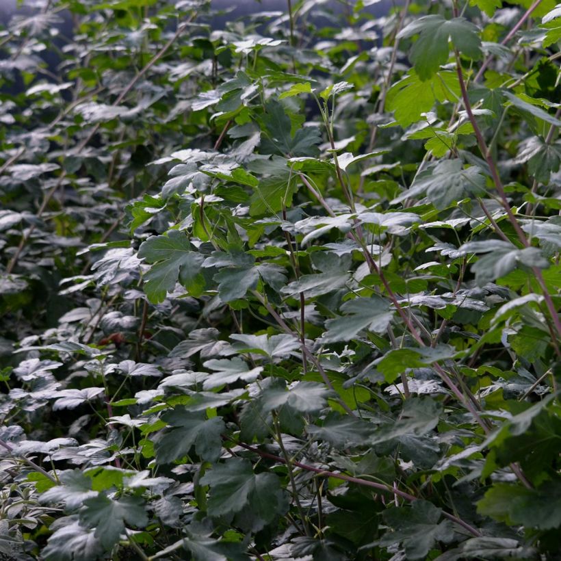 Herukka - Ribes x gordonianum (Lehvistö)