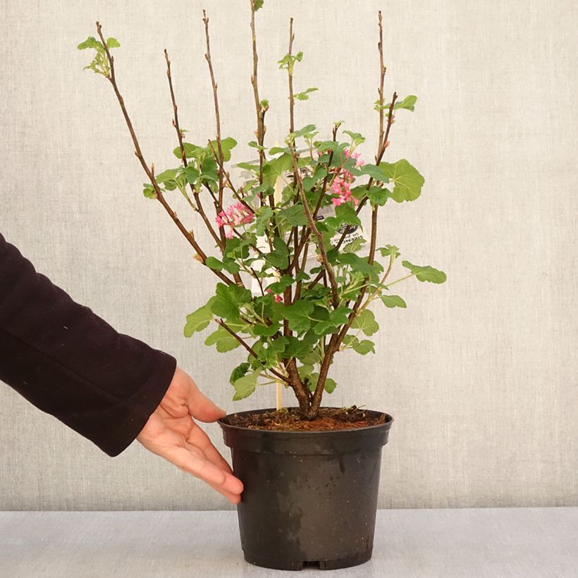 Esimerkki keväällä toimitetusta Ruusuherukka Red Bross Ruukku 2L / 3L-taimesta