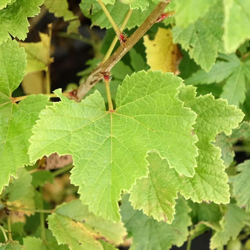 Punaherukka Blanka (Lehvistö)