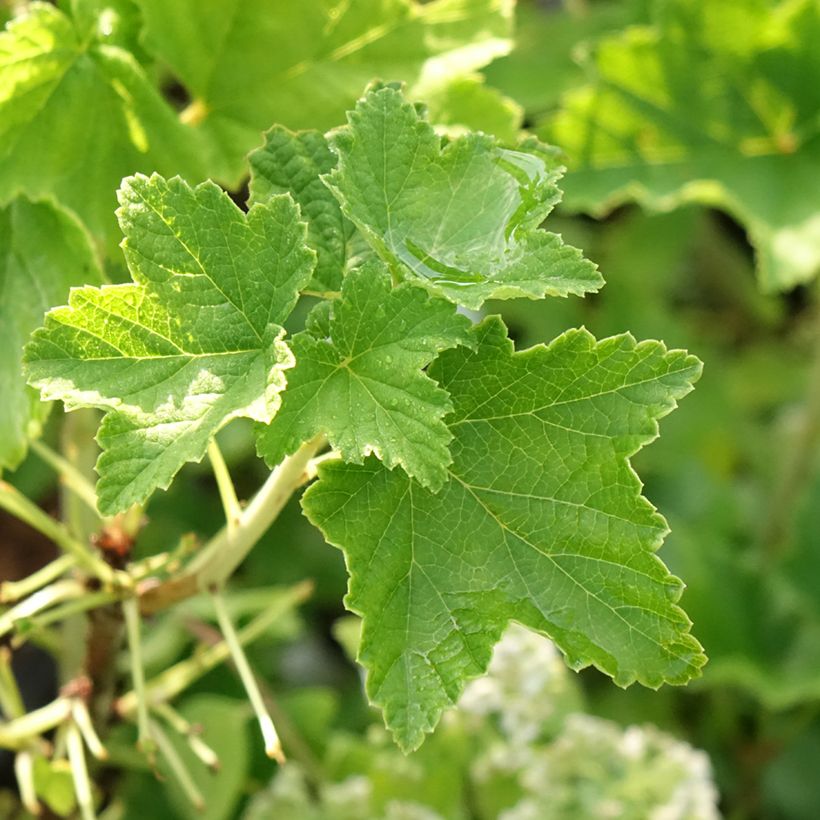 Punaherukka Zitavia (Lehvistö)