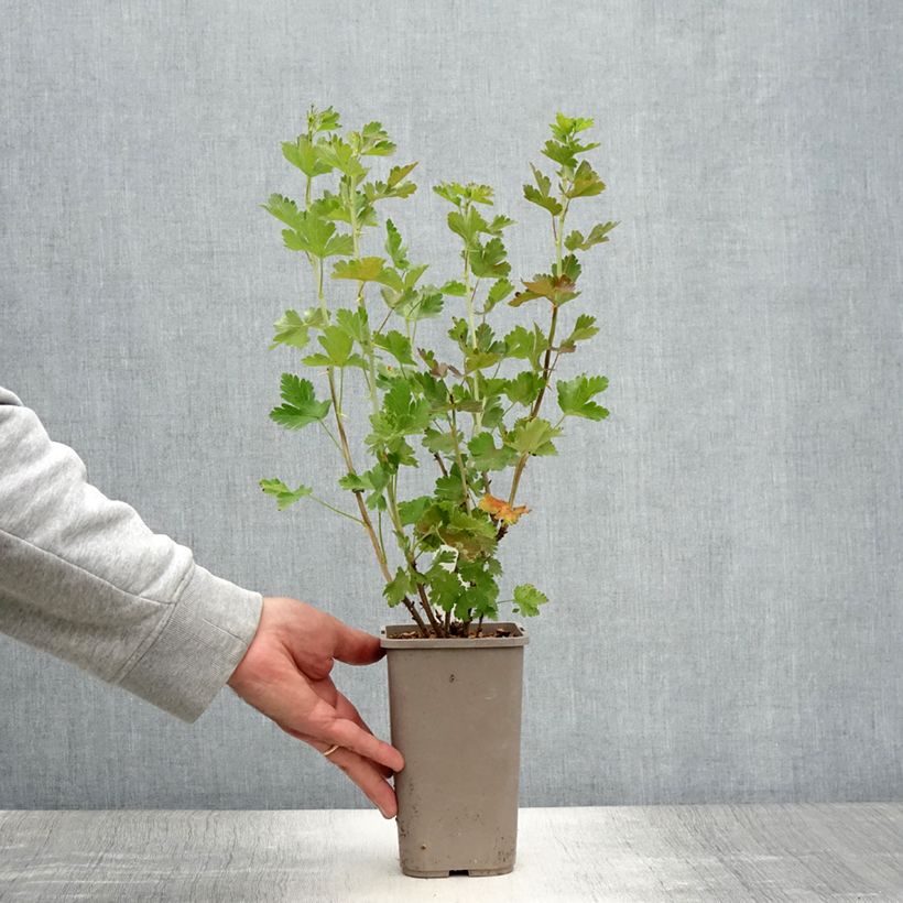 Esimerkki kesällä toimitetusta Groseillier à maquereaux Easycrisp Mr Green - Ribes uva-crispa  Pot de 1,5L/2L-taimesta