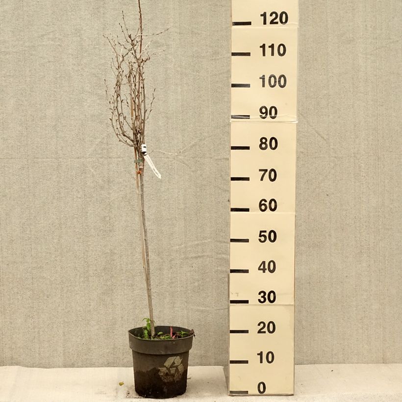 Esimerkki syksyllä toimitetusta Karviainen Solemio Crispa 6 litran/7 litran ruukku, Runko-taimesta