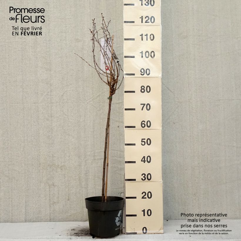 Esimerkki talvella toimitetusta Groseillier à maquereaux Easycrisp Lady Late - Ribes uva-crispa Pot de 6L/7L, Tige, Tige de 40 cm-taimesta