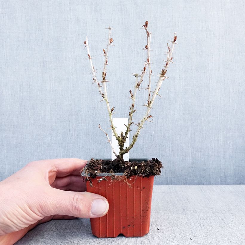 Esimerkki talvella toimitetusta Karviainen Hinnonmäki Grün 8/9 cm taimiruukku-taimesta