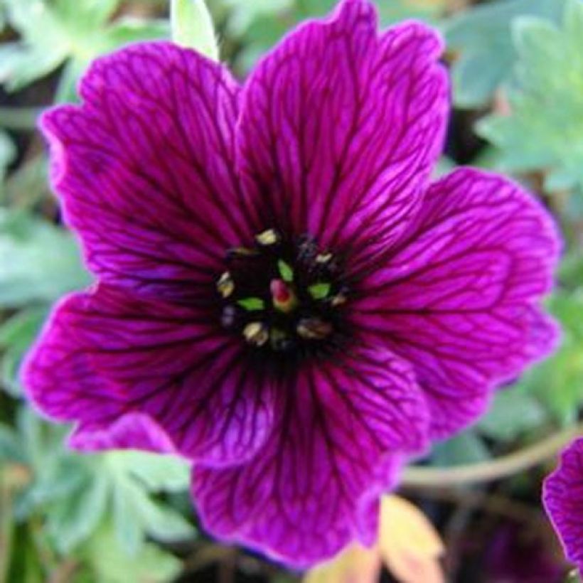 Harmaakurjenpolvi Purple Pillow (Kukinta)