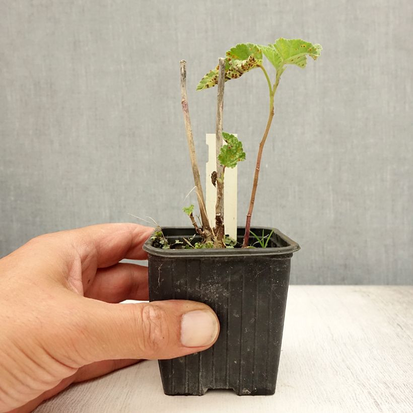 Esimerkki kesällä toimitetusta Rohtosalkoruusu - Althaea officinalis Taimiruukku 8/9 cm-taimesta