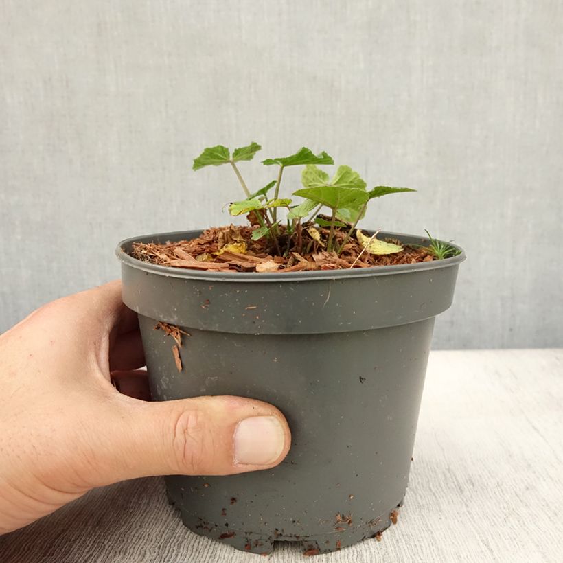 Esimerkki syksyllä toimitetusta Rohtosalkoruusu - Althaea officinalis 1,5 litran / 2 litran kannu-taimesta