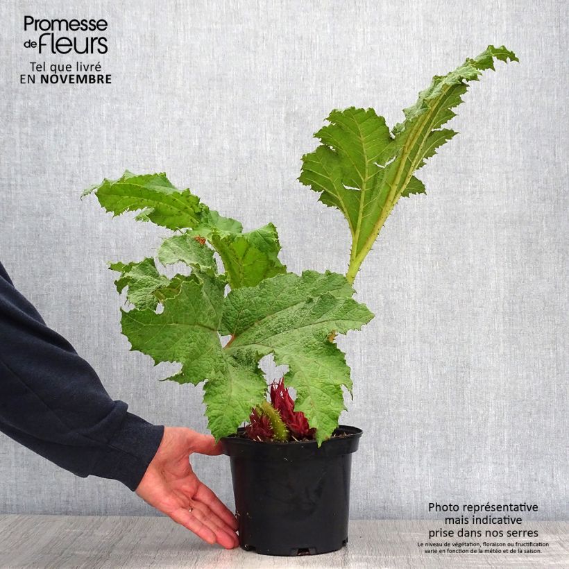 Esimerkki syksyllä toimitetusta Jättigunnera - Gunnera manicata 3 litran/4 litran ruukku-taimesta