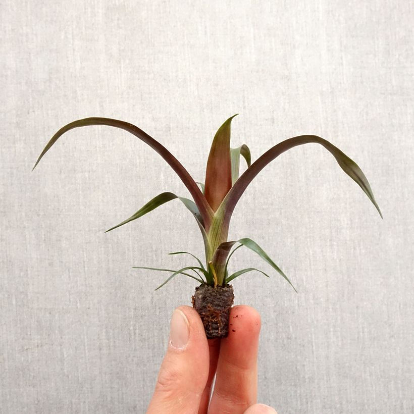 Esimerkki keväällä toimitetusta Guzmania Akabar Mini-plante-taimesta