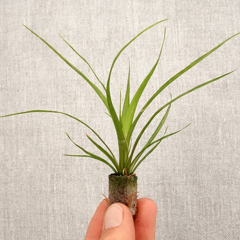 Example of Timanttiananas Alerta Mini-plante as you get in printemps