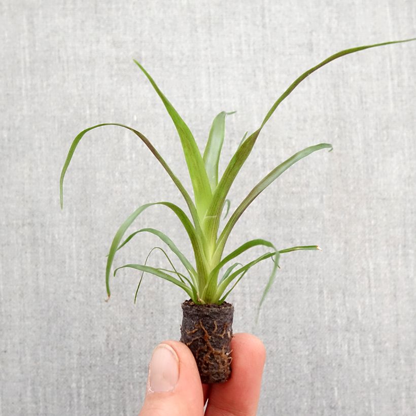 Esimerkki keväällä toimitetusta Guzmania Calypso Mini-plante-taimesta