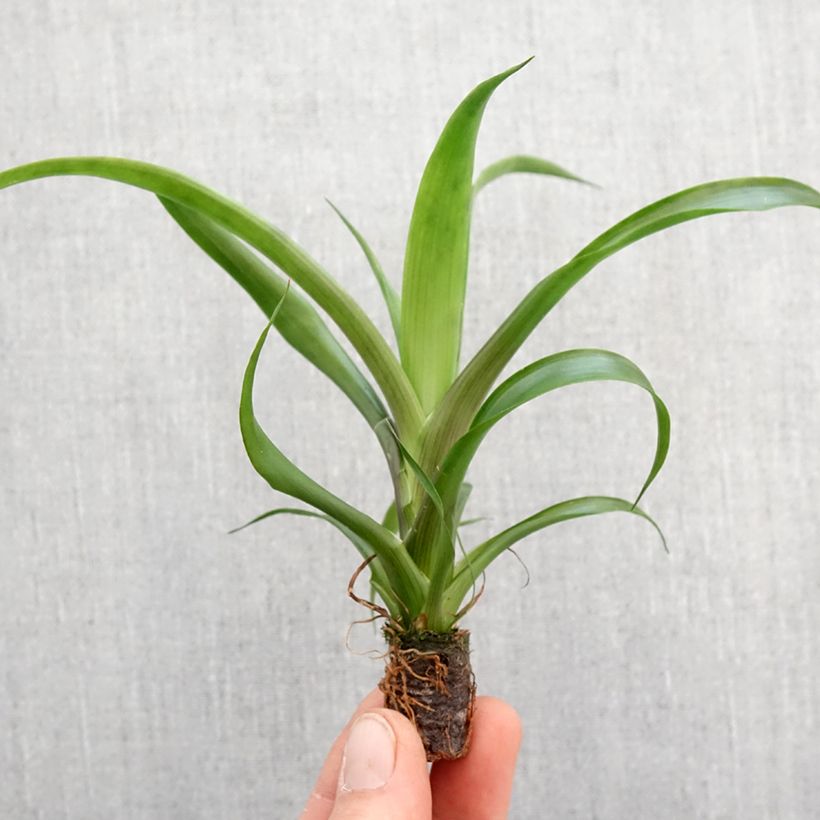 Esimerkki keväällä toimitetusta Guzmania Candy Mini-plante-taimesta
