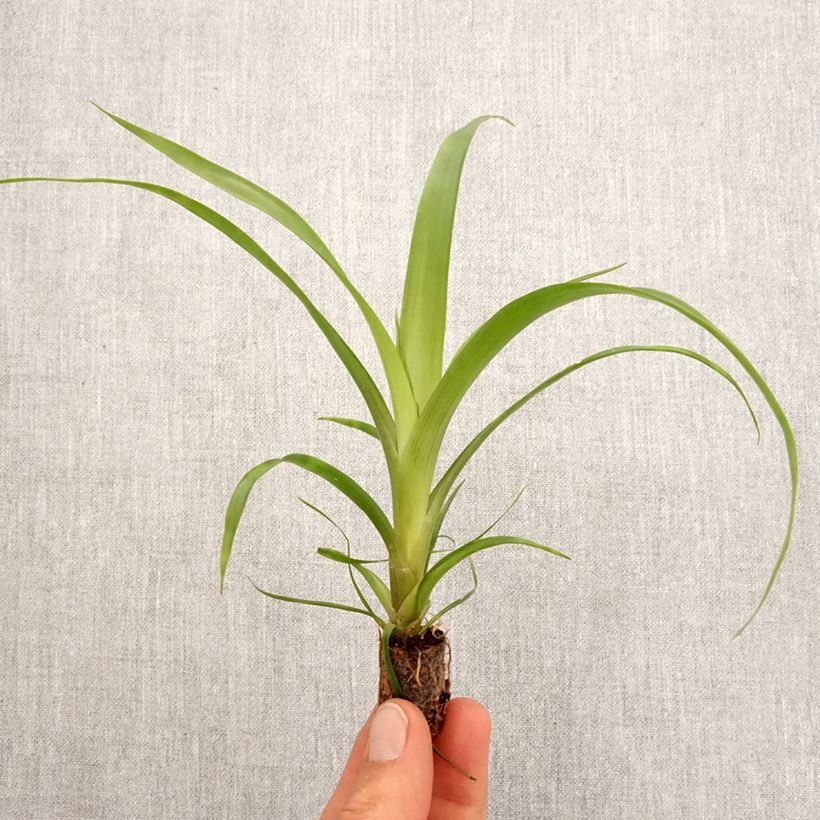 Esimerkki keväällä toimitetusta Guzmania Filou Mini-plante-taimesta