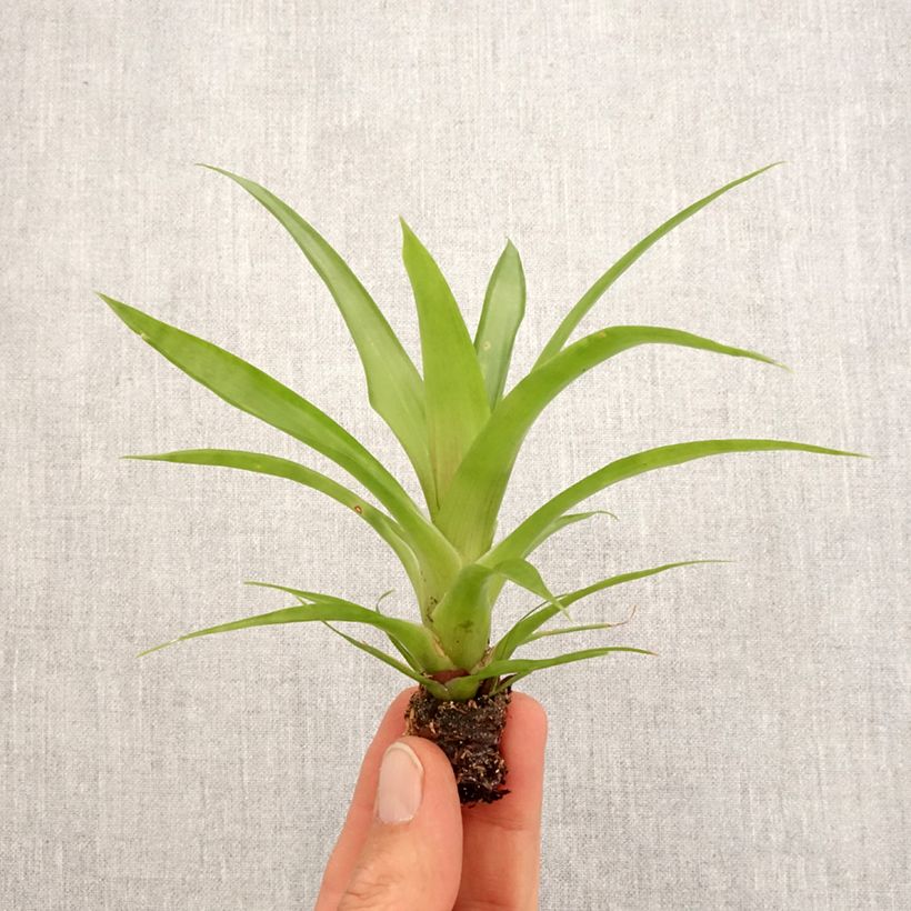 Esimerkki keväällä toimitetusta Guzmania Flava Mini-plante-taimesta
