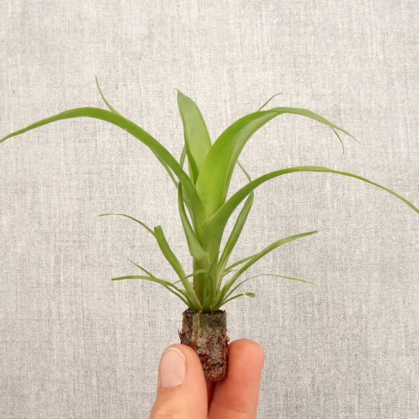 Esimerkki keväällä toimitetusta Guzmania Hilda Mini-plante-taimesta