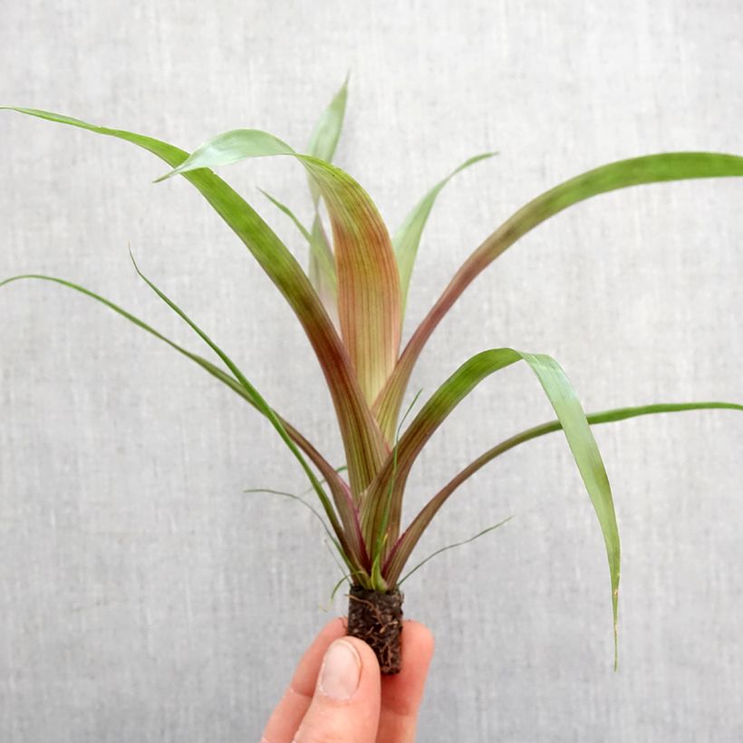 Esimerkki keväällä toimitetusta Guzmania Limones Mini-plante-taimesta