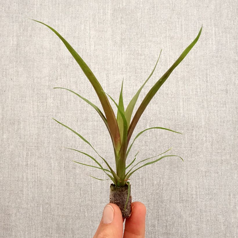 Esimerkki keväällä toimitetusta Guzmania Loja Mini-plante-taimesta