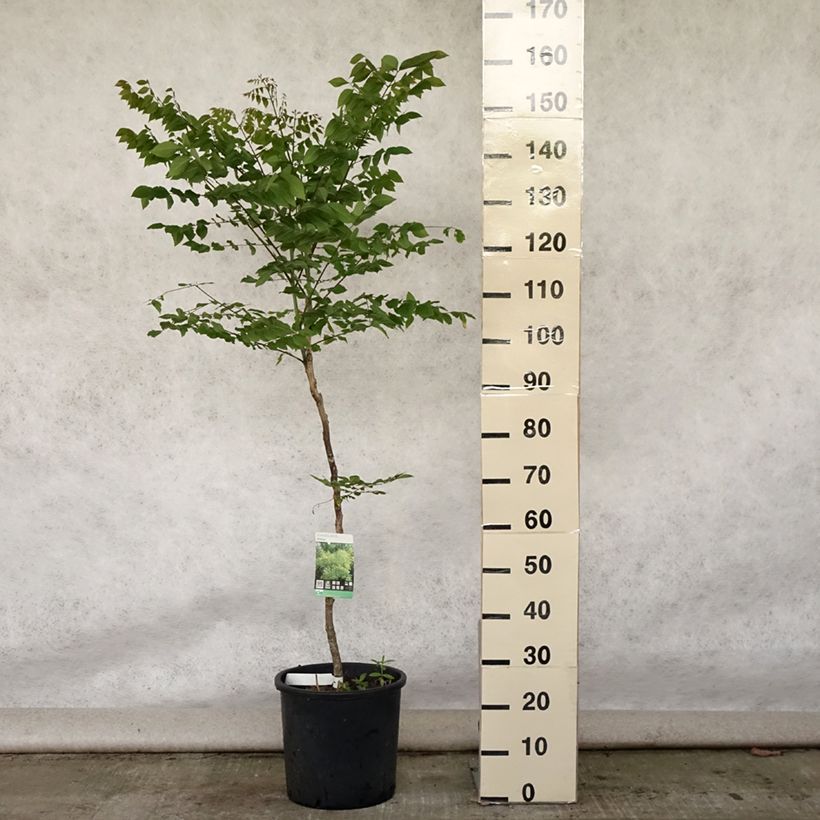 Esimerkki kesällä toimitetusta Gymnocladus dioica Pot de 12L/15L-taimesta
