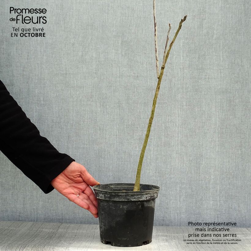 Esimerkki syksyllä toimitetusta Gymnocladus dioica 3 litran/4 litran ruukku-taimesta