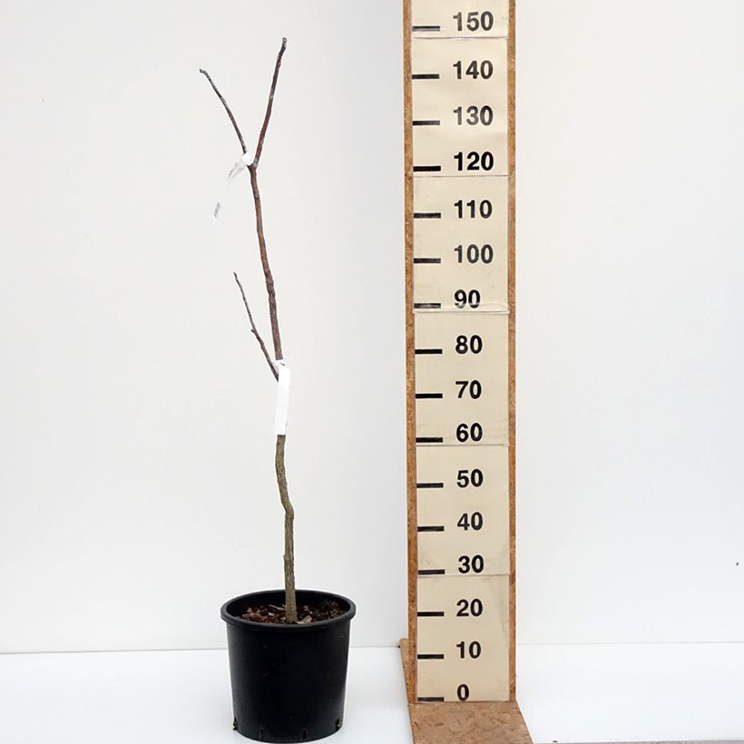 Esimerkki syksyllä toimitetusta Gymnocladus dioica 12 litran/15 litran ruukku-taimesta