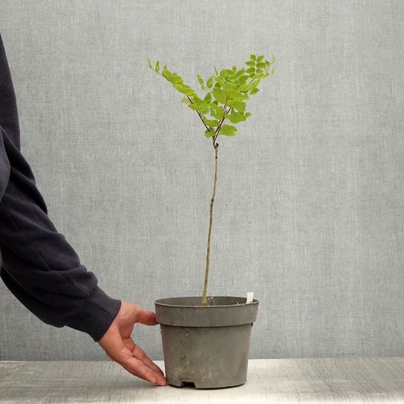 Esimerkki kesällä toimitetusta Gymnocladus dioica Pot de 2L/3L-taimesta