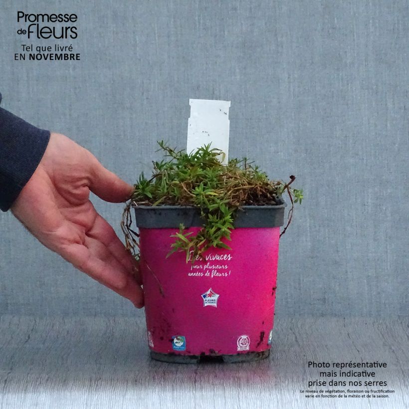 Esimerkki syksyllä toimitetusta Pihaharso Rosenschleier 2 litran/3 litran ruukku-taimesta