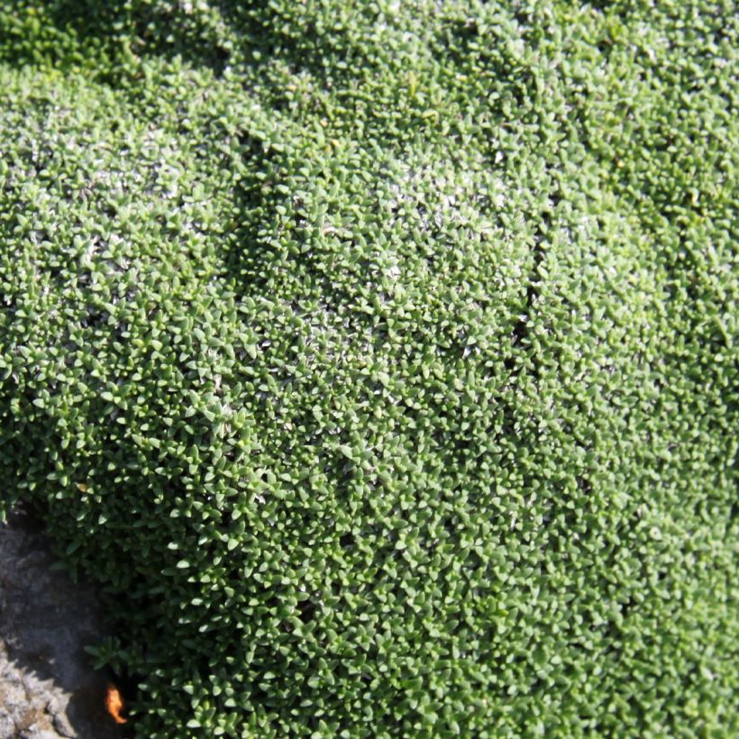 Harso - Gypsophila aretioides (Lehvistö)