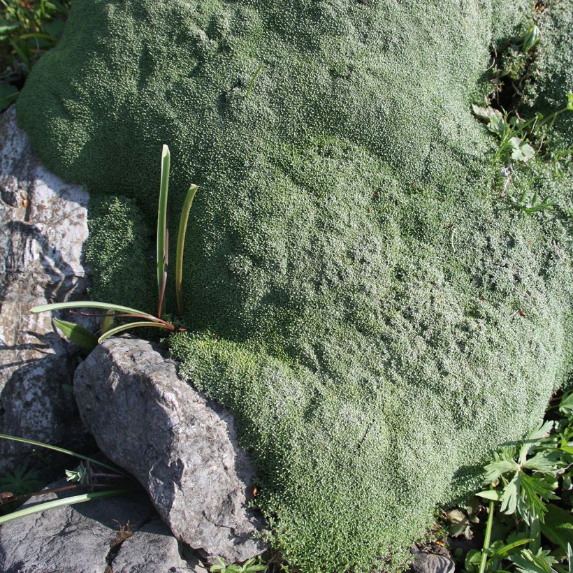 Harso - Gypsophila aretioides (Kasvutapa)