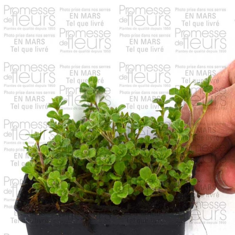 Esimerkki toimitetusta Patjaharso - Gypsophila cerastioides 8/9 cm taimiruukku-taimesta