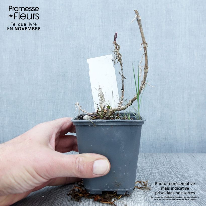 Esimerkki syksyllä toimitetusta Harso - Gypsophila pacifica 8/9 cm taimiruukku-taimesta