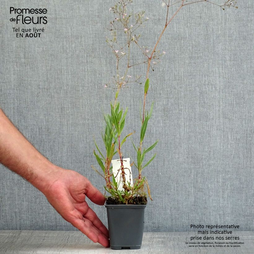 Esimerkki kesällä toimitetusta Harso - Gypsophila pacifica Godet de 8/9 cm-taimesta