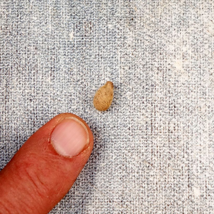 Esimerkki keväällä toimitetusta Ripsukämmekä Variegata Bulbe size I-taimesta