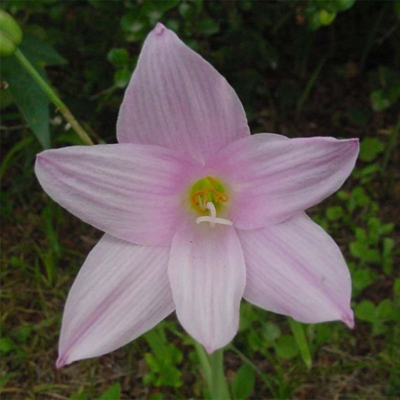 Habranthus robustus (Kukinta)