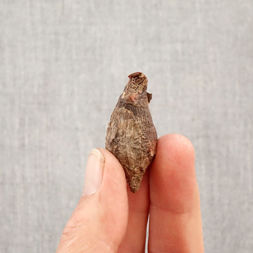 Esimerkki keväällä toimitetusta Habranthus robustus Sipuli Koko 6+-taimesta