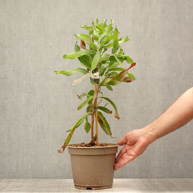 Esimerkki kesällä toimitetusta Hakea victoria Pot de 4L/5L-taimesta