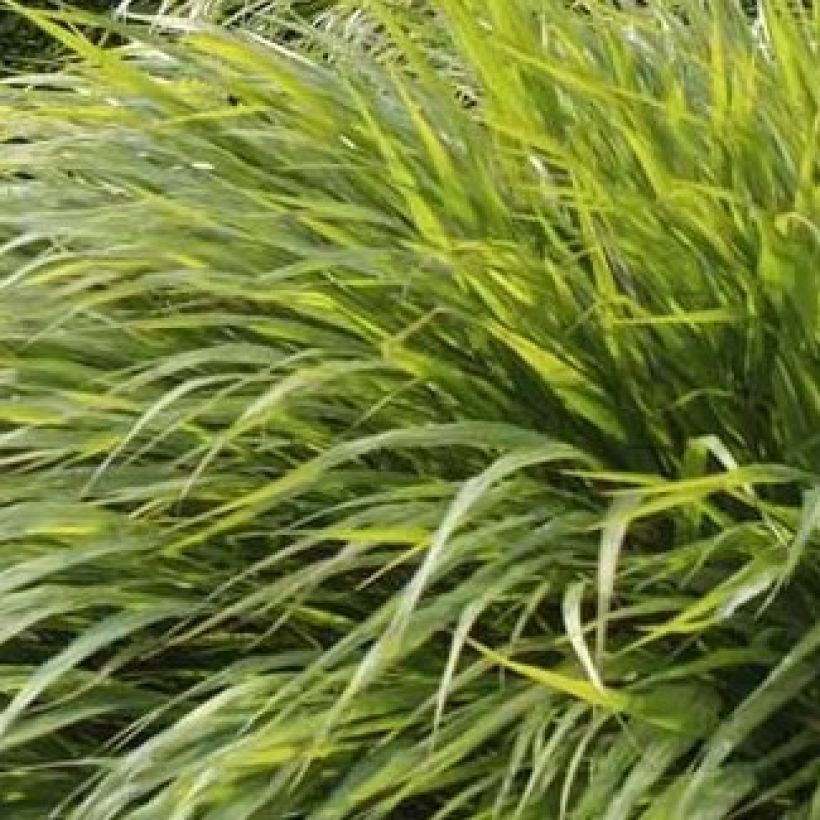 Hakoneheinä - Hakonechloa macra (Lehvistö)