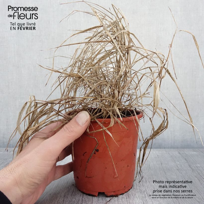 Esimerkki talvella toimitetusta Hakonechloa macra Beni-Kaze - Herbe du Japon Pot de 1L/1,5L-taimesta