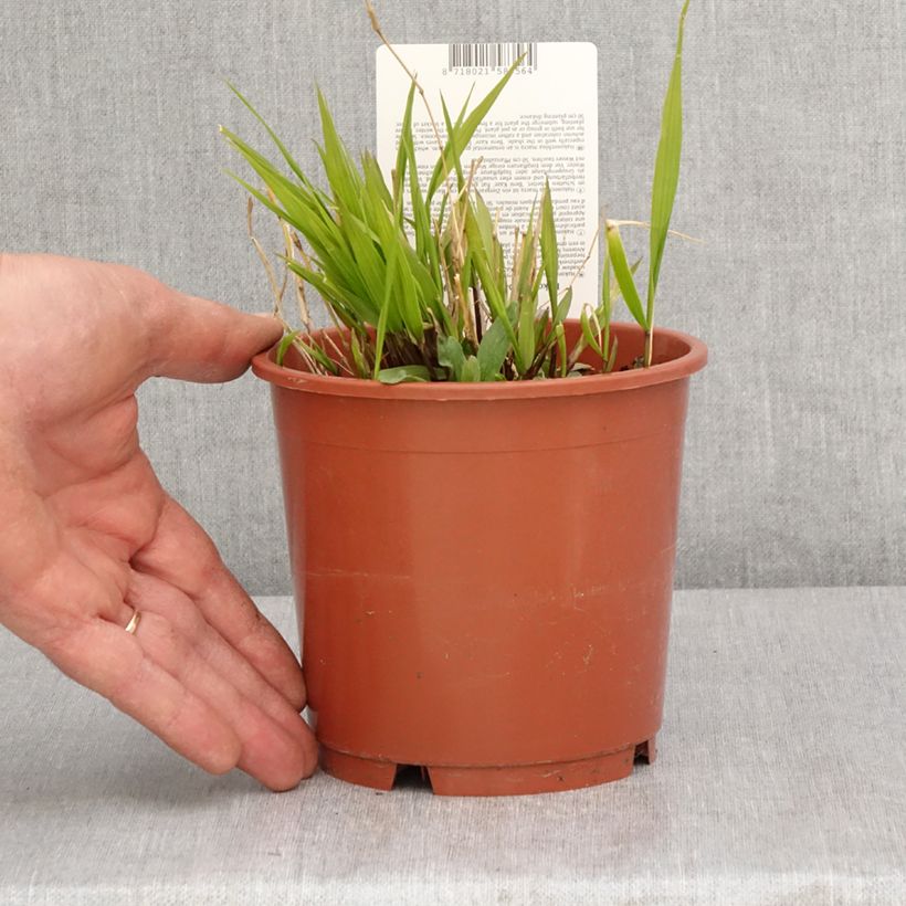 Esimerkki keväällä toimitetusta Hakoneheinä Beni-Kaze Ruukku 1L / 1,5L-taimesta
