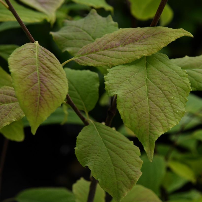 Karolinanvitikellopuu - Halesia carolina (Lehvistö)