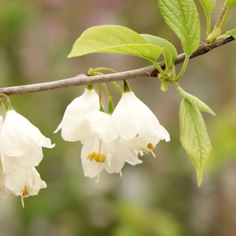 Karolinanvitikellopuu - Halesia carolina (Kukinta)