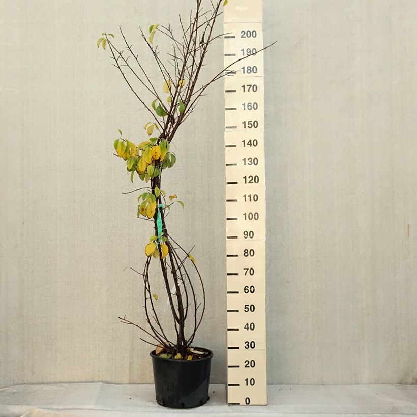 Esimerkki syksyllä toimitetusta Karolinanvitikellopuu - Halesia carolina 18 litran/20 litran ruukku-taimesta
