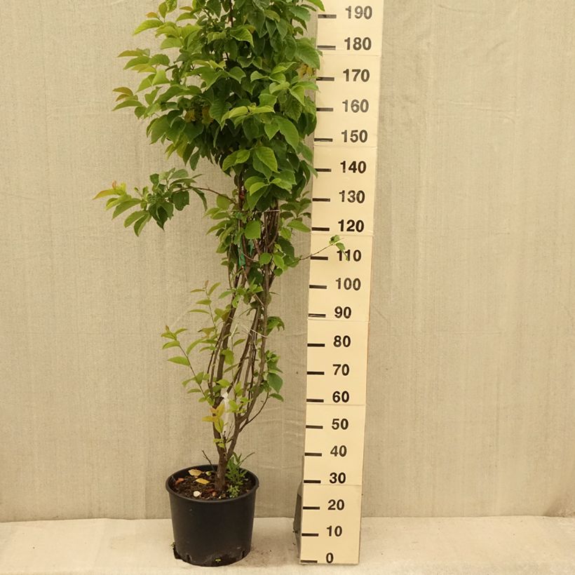 Esimerkki kesällä toimitetusta Karolinanvitikellopuu - Halesia carolina Pot de 18L/20L-taimesta