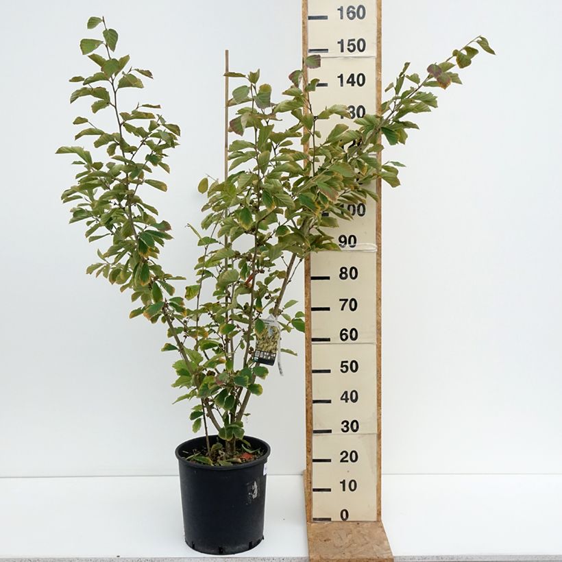 Esimerkki kesällä toimitetusta Puistotaikapähkinä Arnold Promise Pot de 18L/20L-taimesta