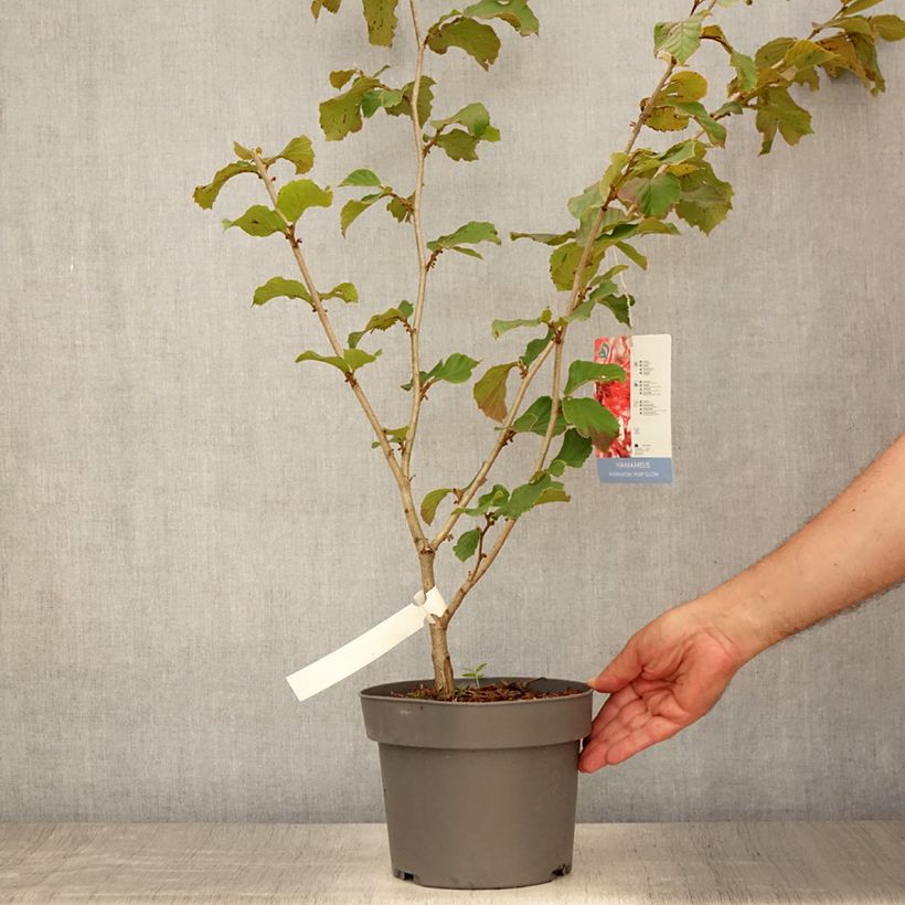 Esimerkki kesällä toimitetusta Puistotaikapähkinä Ruby Glow Pot de 4L/5L-taimesta